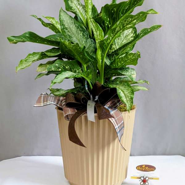 Distinct Dieffenbachia - 8" Planter