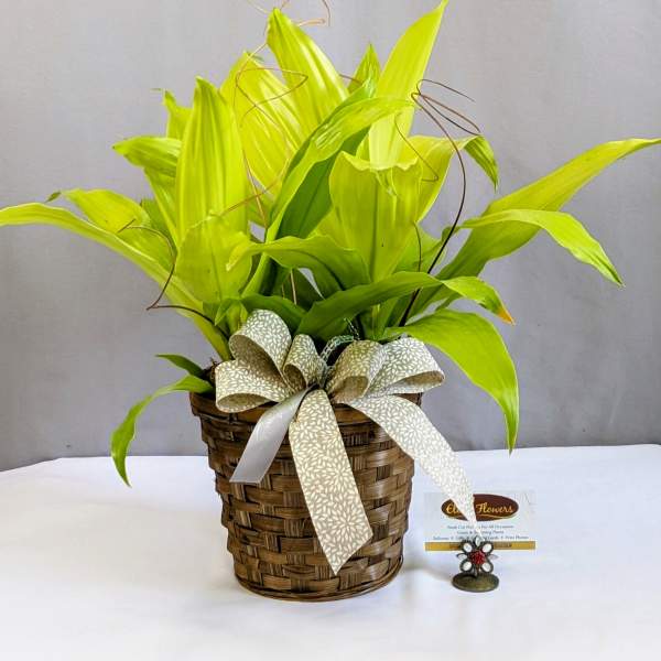 Stunning Dracaena - 6" Planter
