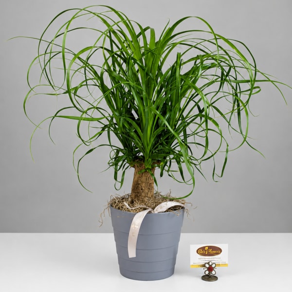Potted ponytail palm plant in a gray container with a ribbon