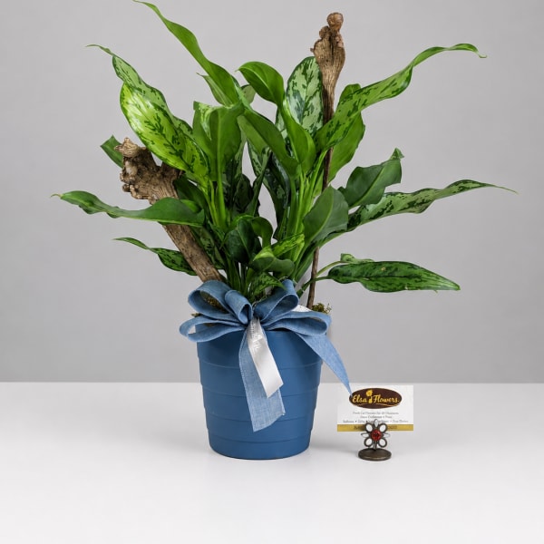 Potted green houseplant in a blue container with a ribbon bow