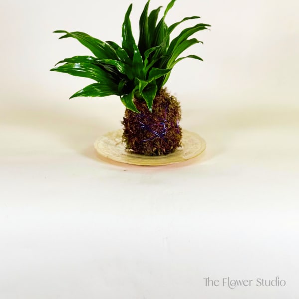 Potted green plant on a decorative plate