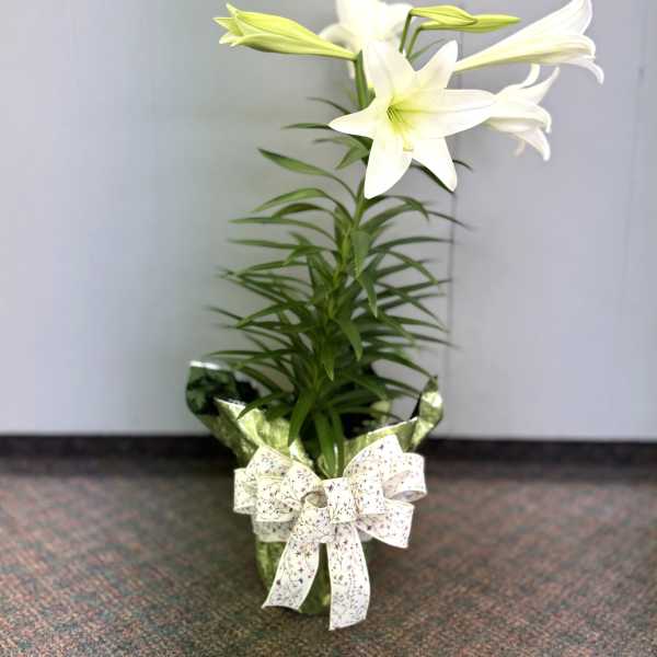Easter Lily Plant