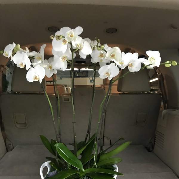 White orchid arrangement in a white bowl planter