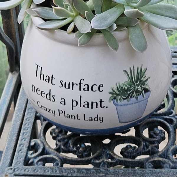 Crazy Plant Lady Succulent Garden