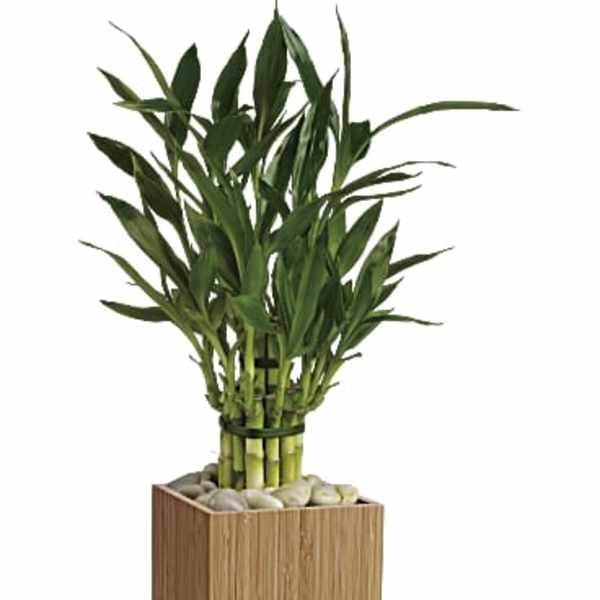 Good Luck Bamboo