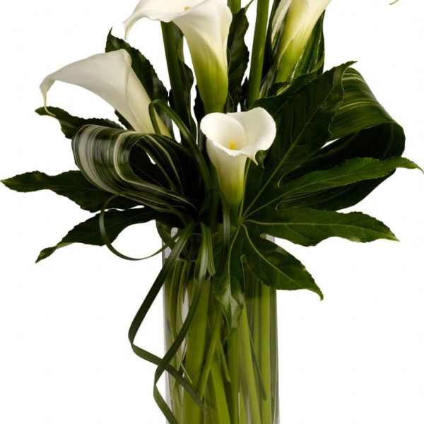White calla lilies arranged in a clear glass vase