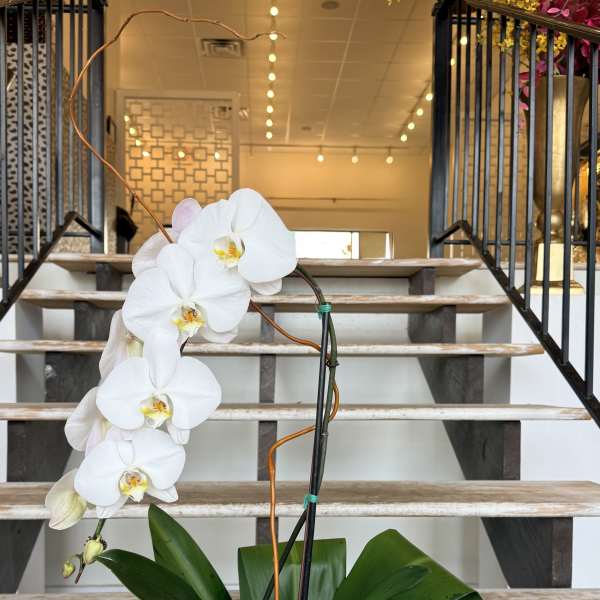 White orchid plant in a white pot with a pink ribbon bow