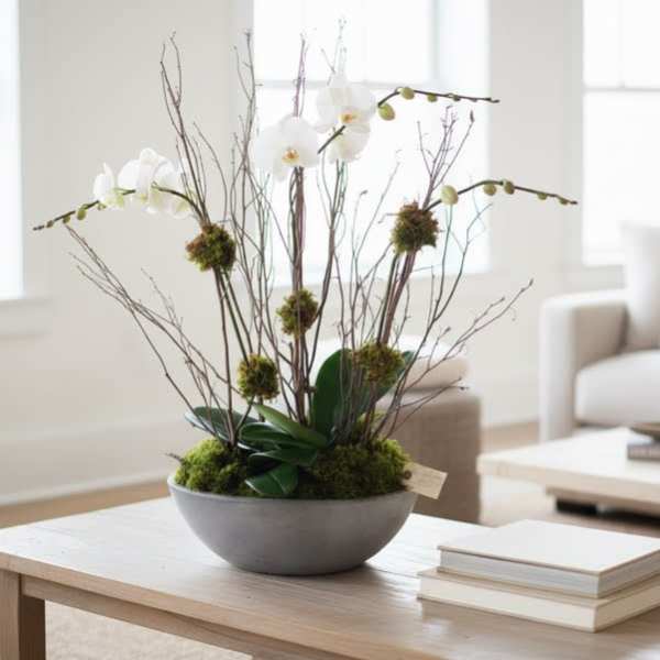 Orchid Duet in Planter/Containers vary