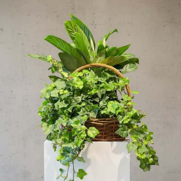 Green Garden Basket (Standard Version) Plants/Containers Vary