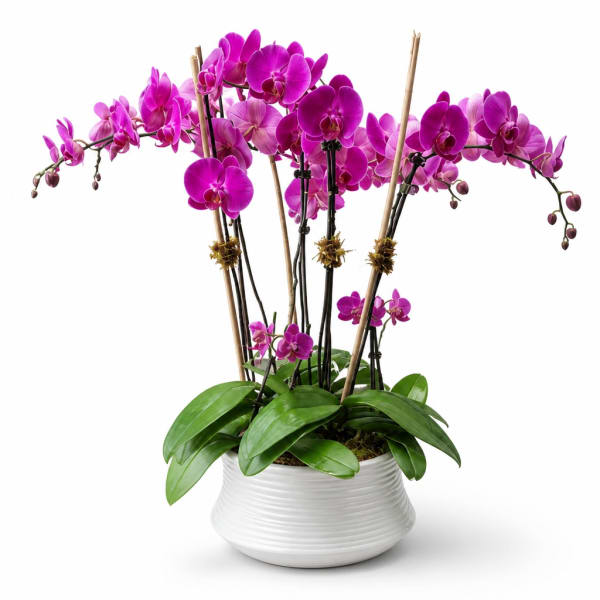 Pink orchid plant in a white ceramic pot