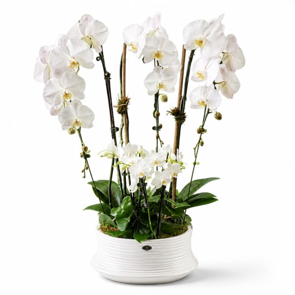 White orchids arranged in a white ceramic planter