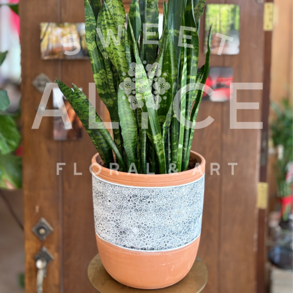 Potted Sansevieria