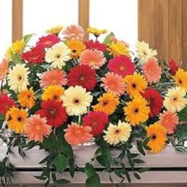 Large casket spray of multicolored daisy-like flowers
