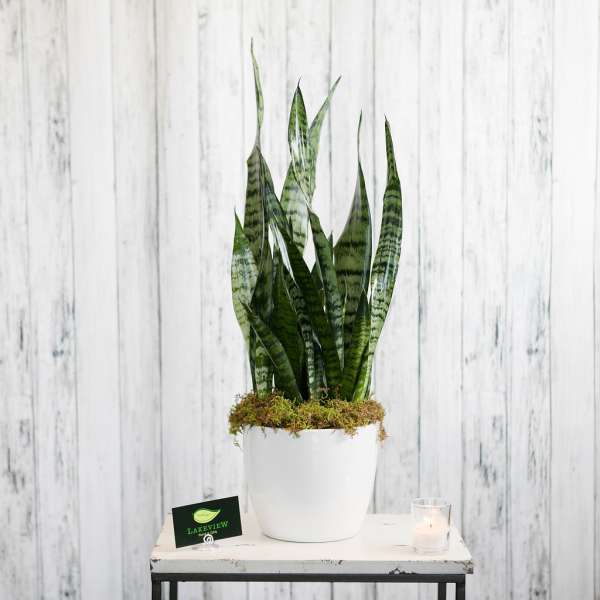 Sanseveria