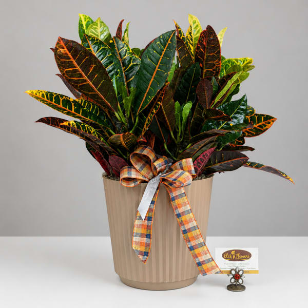 Croton plant in a beige pot with a plaid ribbon