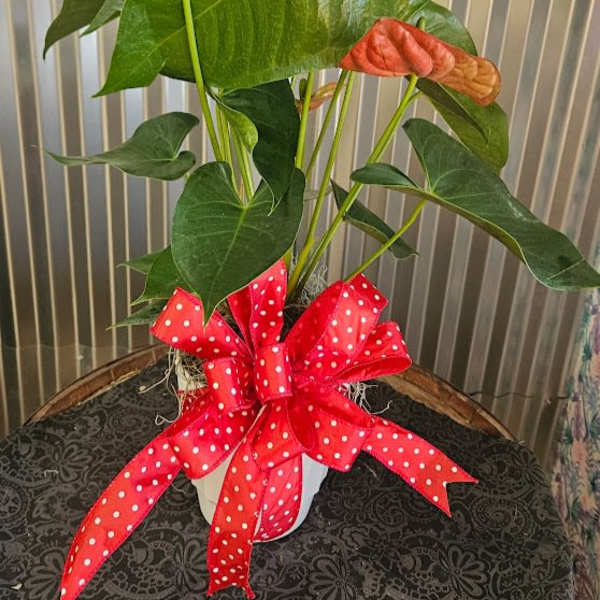 Red Anthurium Plant