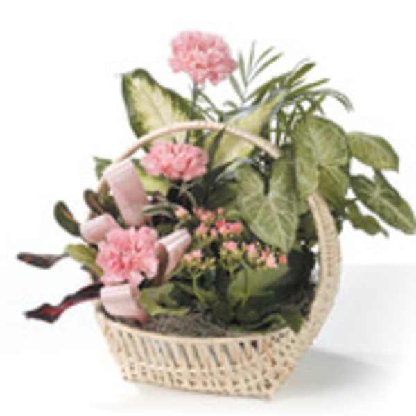 Pink flowers in a wicker basket with assorted potted plants