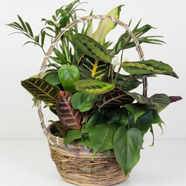 8" Dish Garden in Wicker Basket