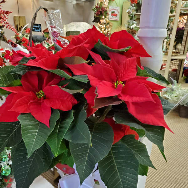 Red poinsettia plant in a white stand with a ribbon bow
