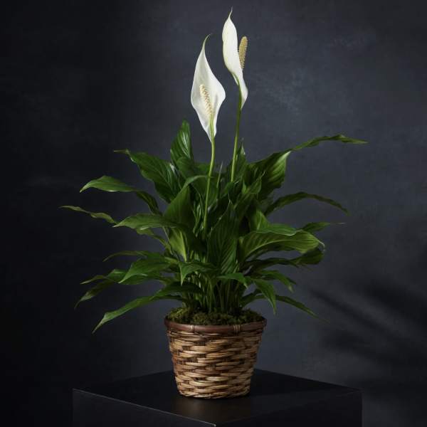 Spathiphyllum Plant