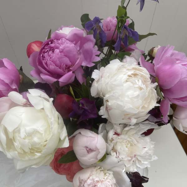 Colorful Dozen of Peonies in a Vase