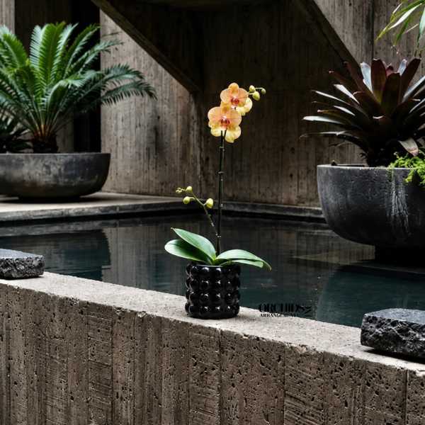 Single orchid stem in a black textured pot beside a pool