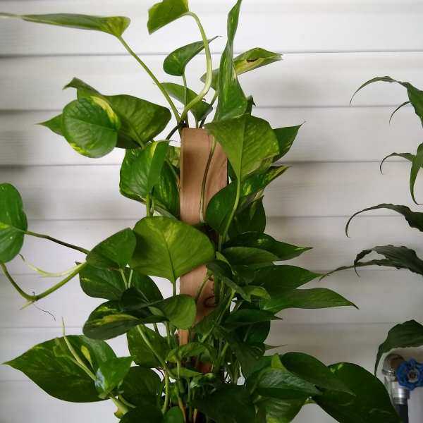 Totem Pole Plant
