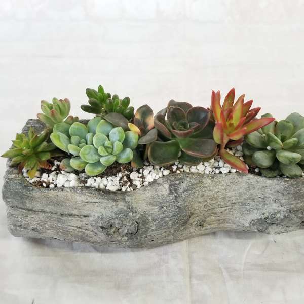 Succulent arrangement in a rustic driftwood-style planter