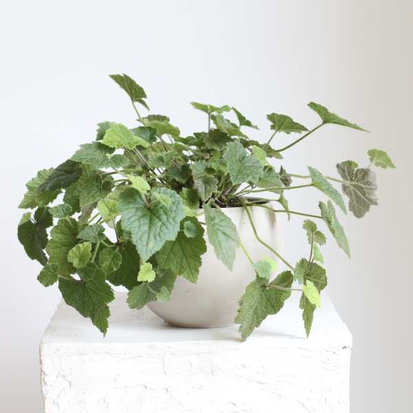 Potted green plant with trailing serrated leaves in a white ceramic pot