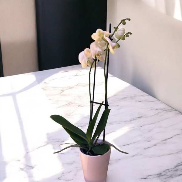 White orchid plant in a pink pot on a marble table
