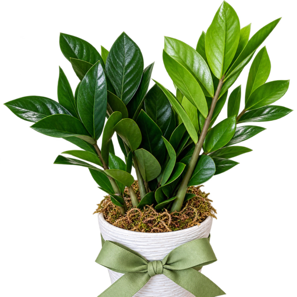Potted green plant with glossy leaves in a white ribbed container and green ribbon
