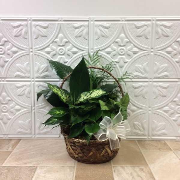 Basket of green houseplants with a white ribbon bow