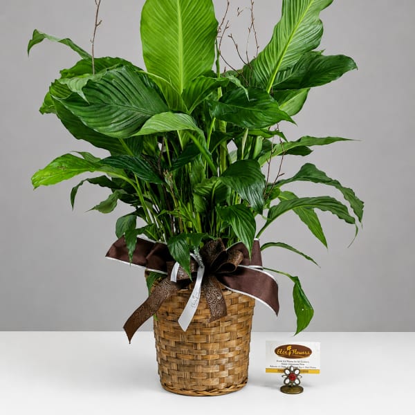 Large green peace lily plant in a woven basket with a ribbon bow