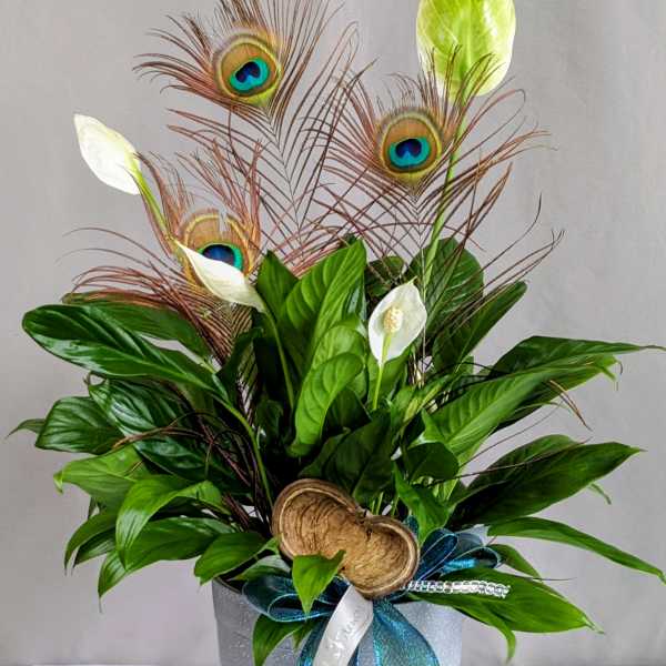 Exotic Peace Lily - 6" Planter