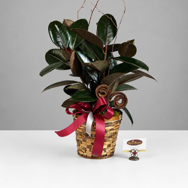 Potted rubber plant in a woven basket with a red ribbon