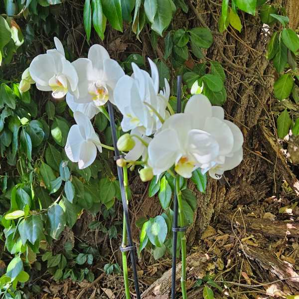 Pure White Orchid Garden