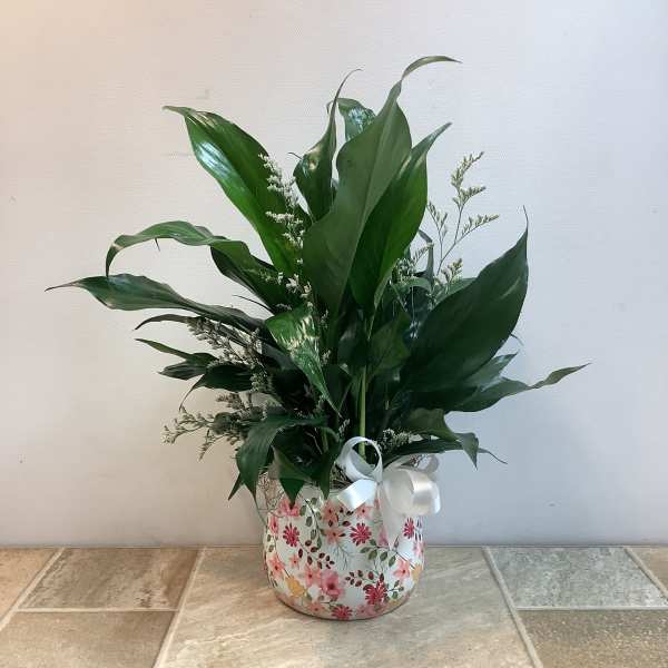 Peace Lily in floral pot