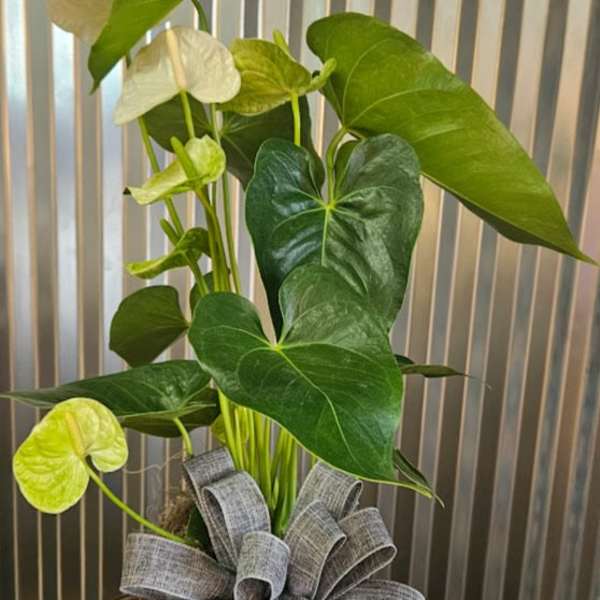White Anthurium plant