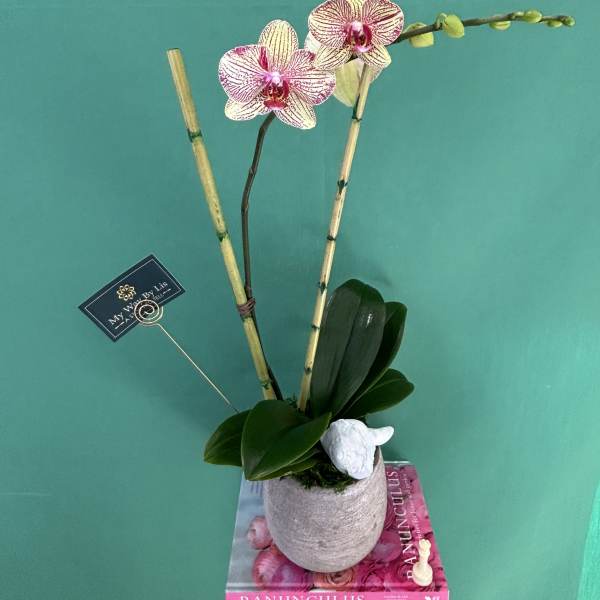 Kaleidos.