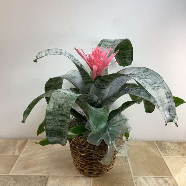 Potted bromeliad with pink bloom in a woven basket