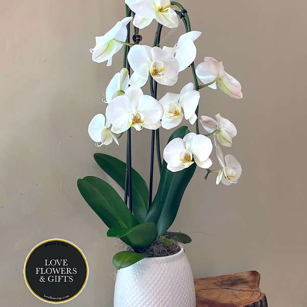 Tall white phalaenopsis orchid plant in a textured white pot on a wooden table