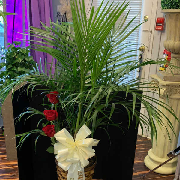 Potted palm arrangement with red roses and a cream ribbon bow