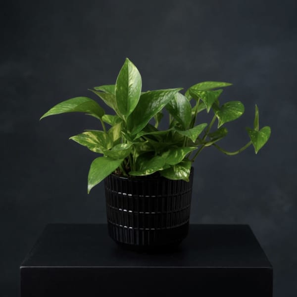 Pathos (Container vary)
