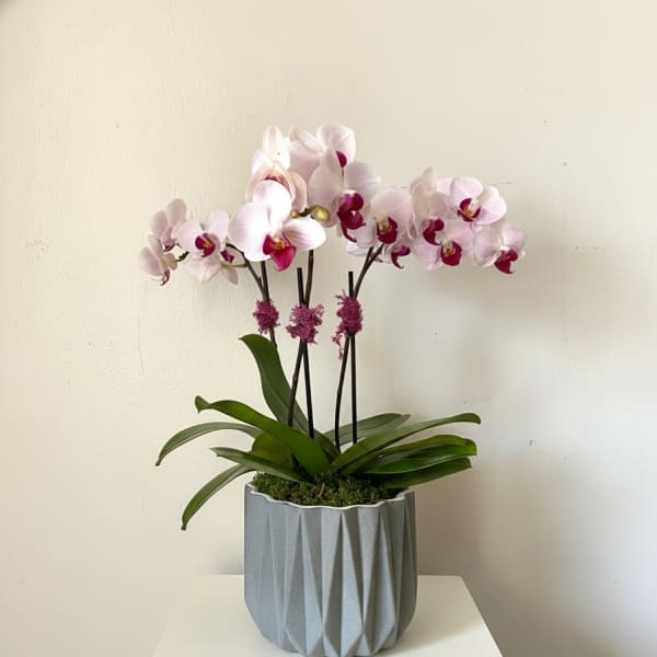 Meet Me in Tokyo