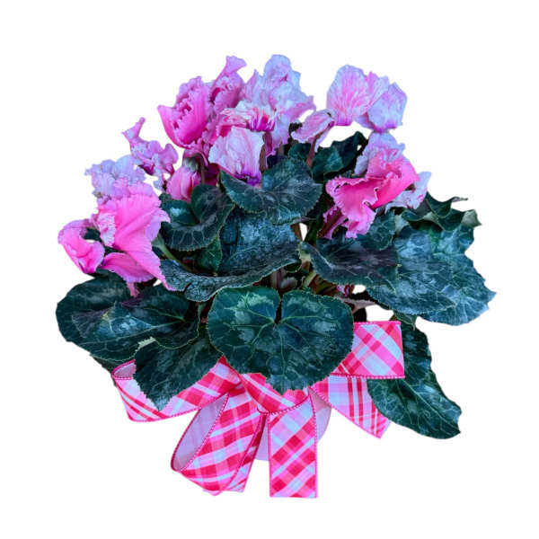 Pink flowering plant with dark variegated leaves and a pink plaid ribbon bow