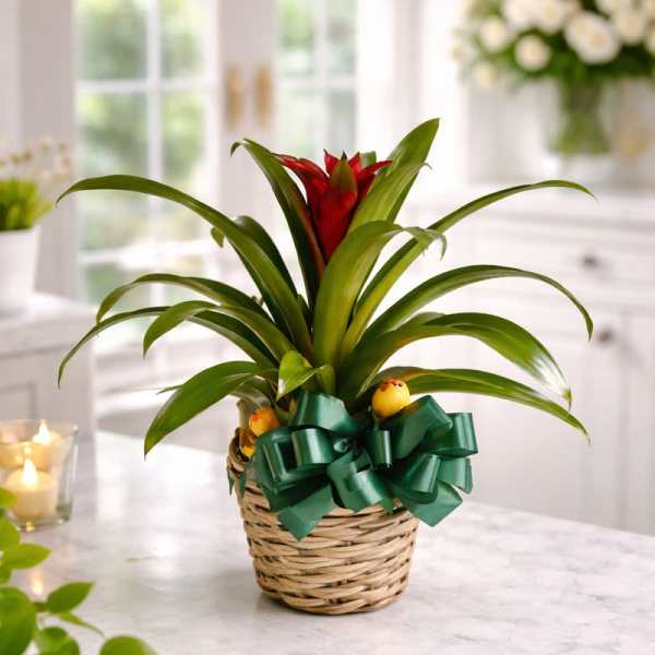 Blooming Bromeliad Basket