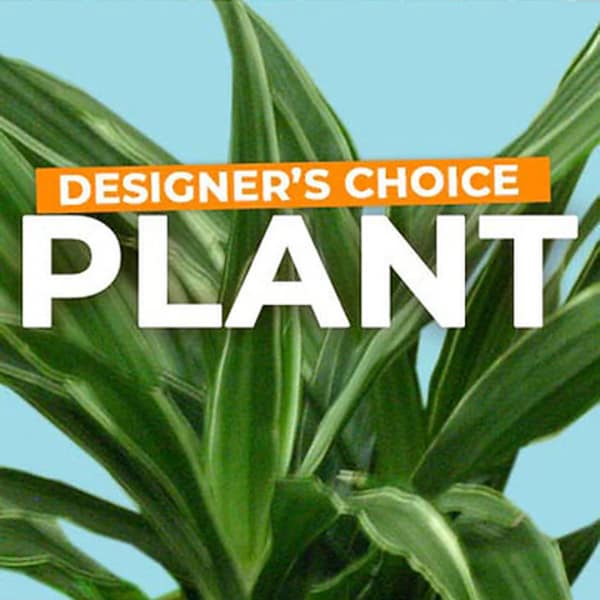 Designer’s choice plant with broad green leaves