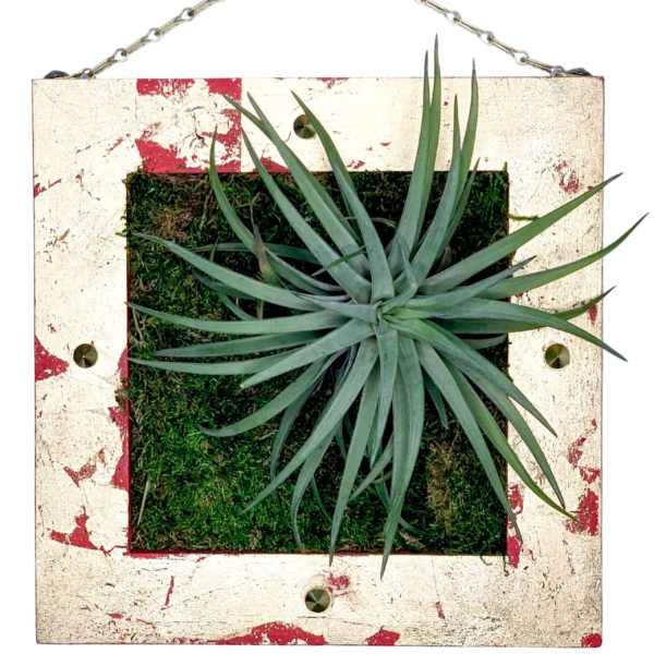 Airplants / Art Wall / G Velutina