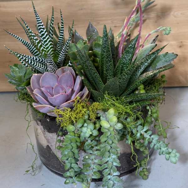Organic blend (TEF-035)