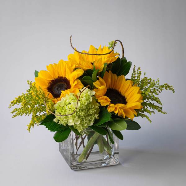 Sunflower arrangement in a clear square glass vase with green hydrangea